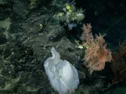 Misteri 26 Tahun Kapal Titanic Akhirnya Terpecahkan