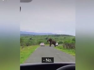 Turis Ini Lari dari Kejaran Gajah, Eh Hampir Diterkam Singa