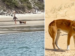 Liburan Bawa Anjing, Turis Ini Jadi DPO di Pulau Ini