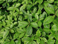 9 Manfaat Daun Keji Beling, Atasi Luka hingga Penyakit Kronis