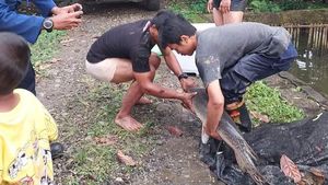 Penampakan Ikan Aligator di Bogor Dievakuasi Usai 15 Tahun Dipelihara