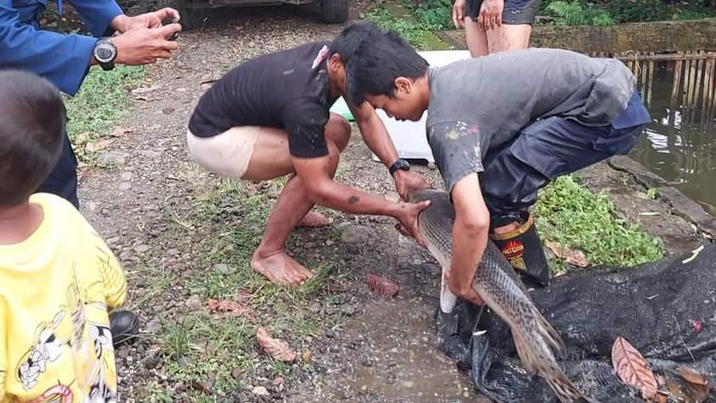 Penampakan Ikan Aligator di Bogor Dievakuasi Usai 15 Tahun Dipelihara Penampakan Ikan Aligator di Bogor Dievakuasi Usai 15 Tahun Dipelihara