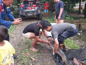 Penampakan Ikan Aligator di Bogor Dievakuasi Usai 15 Tahun Dipelihara