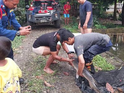 Penampakan Ikan Aligator di Bogor Dievakuasi Usai 15 Tahun Dipelihara