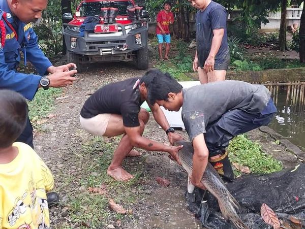 Penampakan Ikan Aligator di Bogor Dievakuasi Usai 15 Tahun Dipelihara