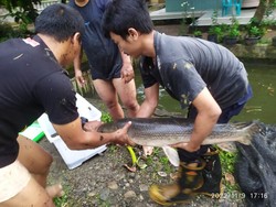 Khawatir Bahayakan Bocah, Ikan Aligator 15 Tahun di Bogor Dievakuasi