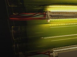 Ilmuwan Argentina Buat Pohon Cair untuk Hilangkan CO2 di Perkotaan