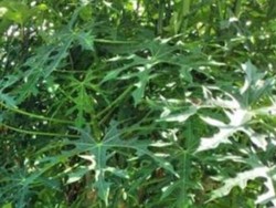 10 Manfaat Daun Pepaya Jepang, Nutrisi, dan Cara Konsumsinya