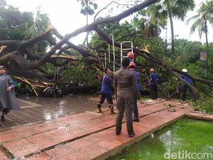 Detik-detik Evakuasi Polisi Tertimpa Pohon Tumbang di Balai Kota DKI