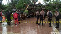 Penampakan Pohon Besar Tumbang Timpa 4 Polisi di Balai Kota DKI