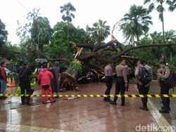 Korban Pohon Tumbang di Balai Kota DKI Jadi 6 Orang, Ada 2 Luka Berat