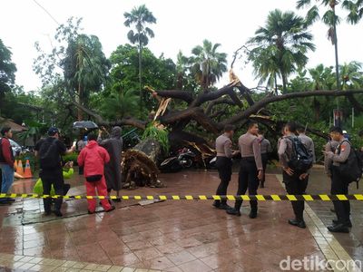 Penampakan Pohon Besar Tumbang Timpa 4 Polisi di Balai Kota DKI