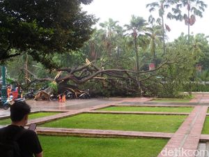 Pohon Tumbang di Kebon Jeruk Timpa Kabel Pohon Tumbang di Kebon Jeruk Timpa Kabel