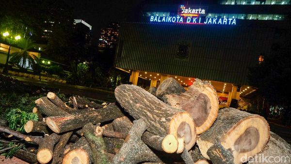 Pohon Tumbang di Balai Kota DKI Dievakuasi, Ini Penampakannya
