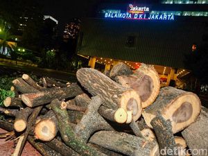Pohon Tumbang di Balai Kota DKI Dievakuasi, Ini Penampakannya