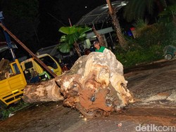 Pemkot Bogor Perbaiki Kendaraan dan Bangunan Rusak Tertimpa Pohon Tumbang