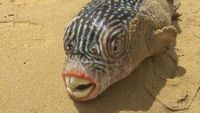 Pria Ini Tangkap Ikan yang Bentuknya Mengerikan Seperti Monster