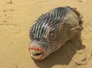 Pria Ini Tangkap Ikan yang Bentuknya Mengerikan Seperti Monster Pria Ini Tangkap Ikan yang Bentuknya Mengerikan Seperti Monster