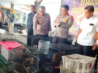  Jeritan Alam: Kabar Terbaru dan Upaya Konservasi Satwa Langka di Tengah Krisis Biodiversitas