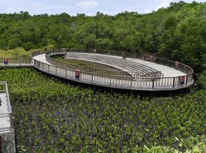 Tahura Ngurah Rai Bali Jadi Pusat Pengembangan Bibit-Benih Mangrove Tahura Ngurah Rai Bali Jadi Pusat Pengembangan Bibit-Benih Mangrove