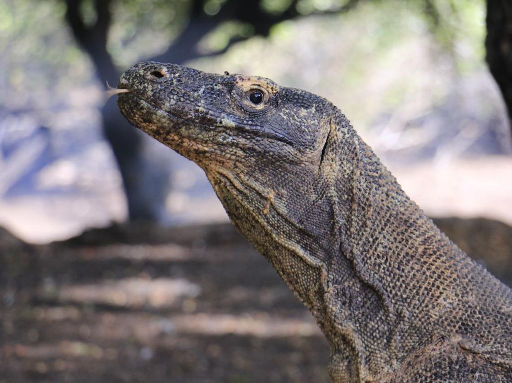 Daftar 12 Destinasi Wisata Super Premium di Taman Nasional Komodo Daftar 12 Destinasi Wisata Super Premium di Taman Nasional Komodo