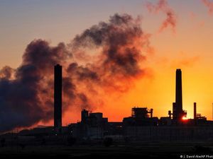 Peneliti Ungkap Jamur Bantu Pengendalian Emisi Karbon