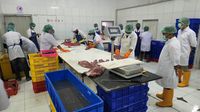 10,8 Ton Tuna Loin Siap Meluncur ke Jepang