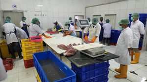 10,8 Ton Tuna Loin Siap Meluncur ke Jepang
