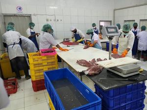 10,8 Ton Tuna Loin Siap Meluncur ke Jepang