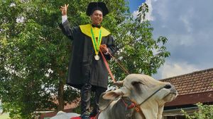 Momen Serunya Mahasiswa Univet Bantara Sukoharjo Wisuda Naik Sapi