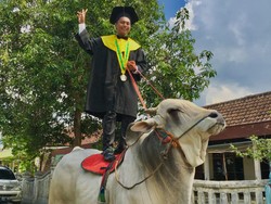Beda, Lur! Mahasiswa Univet Bantara Sukoharjo Naik Sapi Saat Wisuda