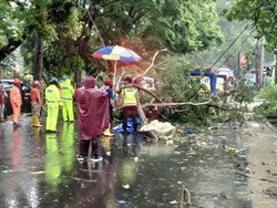 Seorang Pemotor di Kota Malang Tewas Tertimpa Dahan Pohon