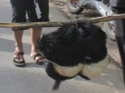 Sedekah Bumi Sembelih Kambing Kendit, Tradisi Warga Ponorogo Sejak 200 Tahun