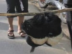 Sedekah Bumi Sembelih Kambing Kendit, Tradisi Warga Ponorogo Sejak 200 Tahun Sedekah Bumi Sembelih Kambing Kendit, Tradisi Warga Ponorogo Sejak 200 Tahun