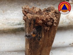 Permukiman di Bogor Diserang Ulat Bulu, Merambat di Tembok Sampai Baju