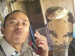 Steve Ewon Ungkap Fakta Baby King Cobra yang Tewaskan Alprih