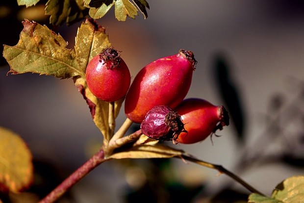 Teh rosehip bermanfaat untuk kesehatan.