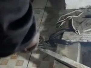 Lihat Ular Kobra Saat Beres-beres Ruangan, Warga Bogor Panggil Damkar