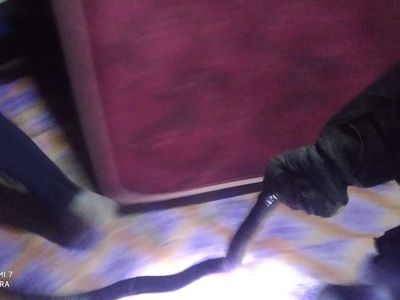 Penampakan Induk Kobra 2 Meter Bikin Syok Ibu-ibu di Bogor