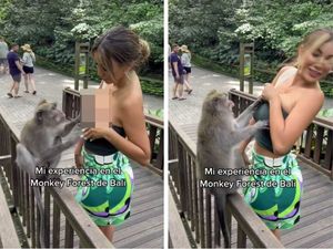 Miss Peru dan Monyet Nakal di Bali: Dada Dibuka-Wajah Ditampar Miss Peru dan Monyet Nakal di Bali: Dada Dibuka-Wajah Ditampar