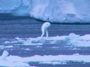 Populer: Makhluk Penghuni Antartika Bukan Manusia, Tapi...