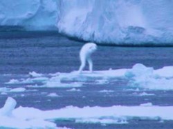 Populer: Makhluk Penghuni Antartika Bukan Manusia, Tapi...