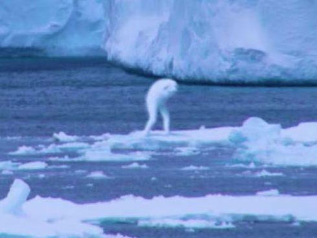 Populer: Makhluk Penghuni Antartika Bukan Manusia, Tapi...