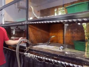 Panji Petualang Rawat Ular yang Tewaskan Tuannya di Trenggalek