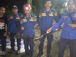 Kaget Tikus Loncat Waktu Mau Makan, Ibu Ini Makin Syok Ternyata Ada Kobra