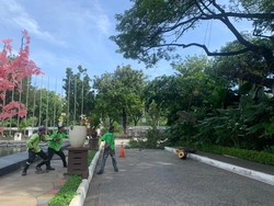 Pohon Tua di Balai Kota DKI Dirapikan Buntut Trembesi Tumbang Timpa Polisi