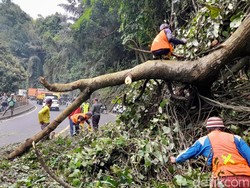 Pohon Tumbang di Cadas Pangeran Sumedang, Lalin Sempat Macet