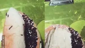Tergoda dari Tampilan, 10 Roti Ini Ternyata Isinya Zonk