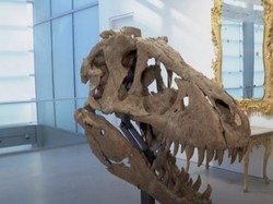 Tengkorak T-Rex Ini Dilelang US$ 15 Juta
