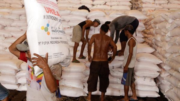 Dukung Musim Tanam, Pupuk Indonesia Tebar Ratusan Ribu Ton Urea-NPK